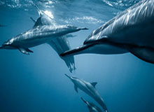 乐鱼官方网站：开启安全高效的娱乐新纪元